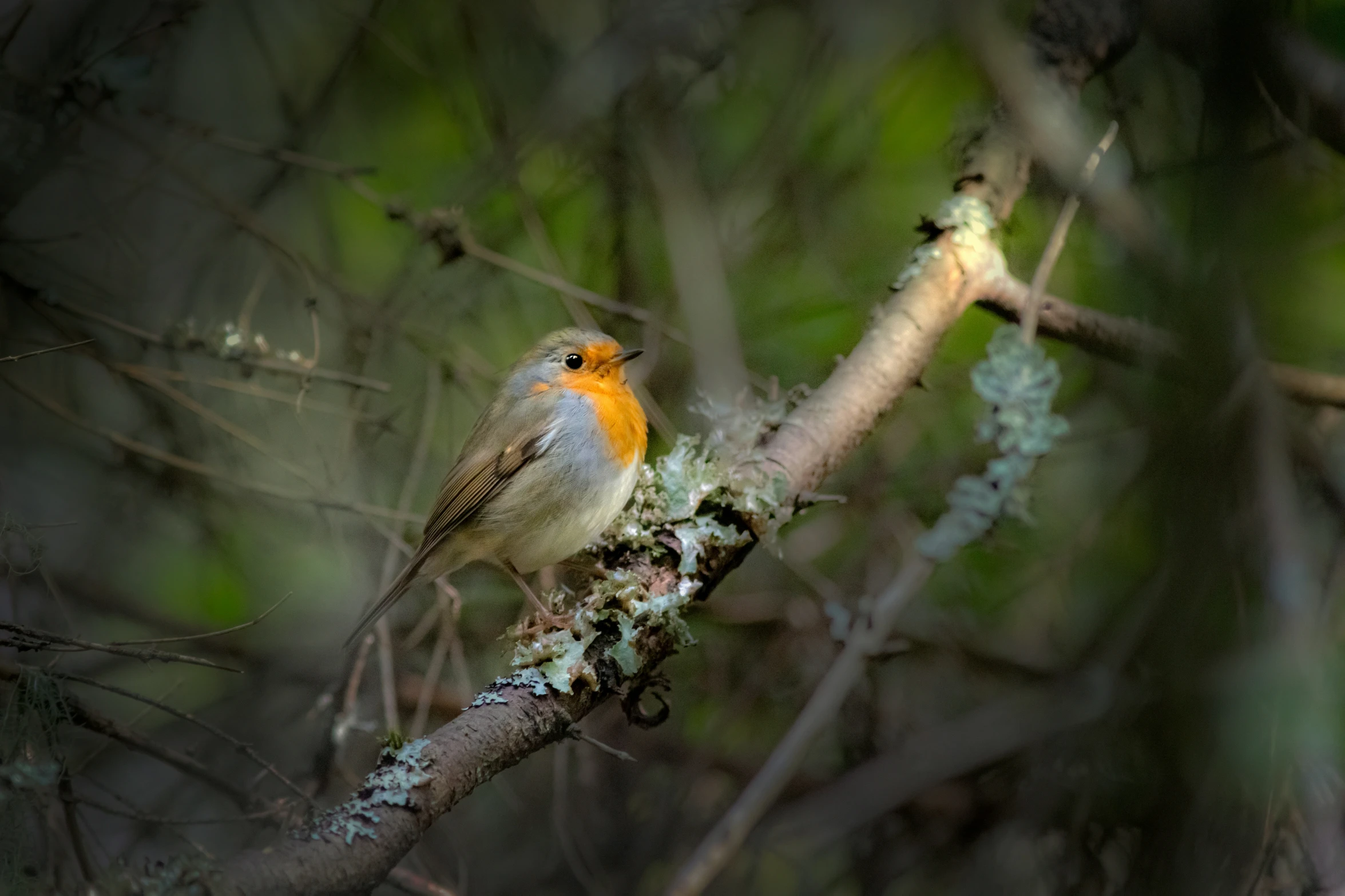 the bird is sitting on the nch in the trees