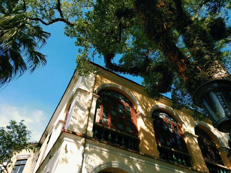 there is a building with a very large tree