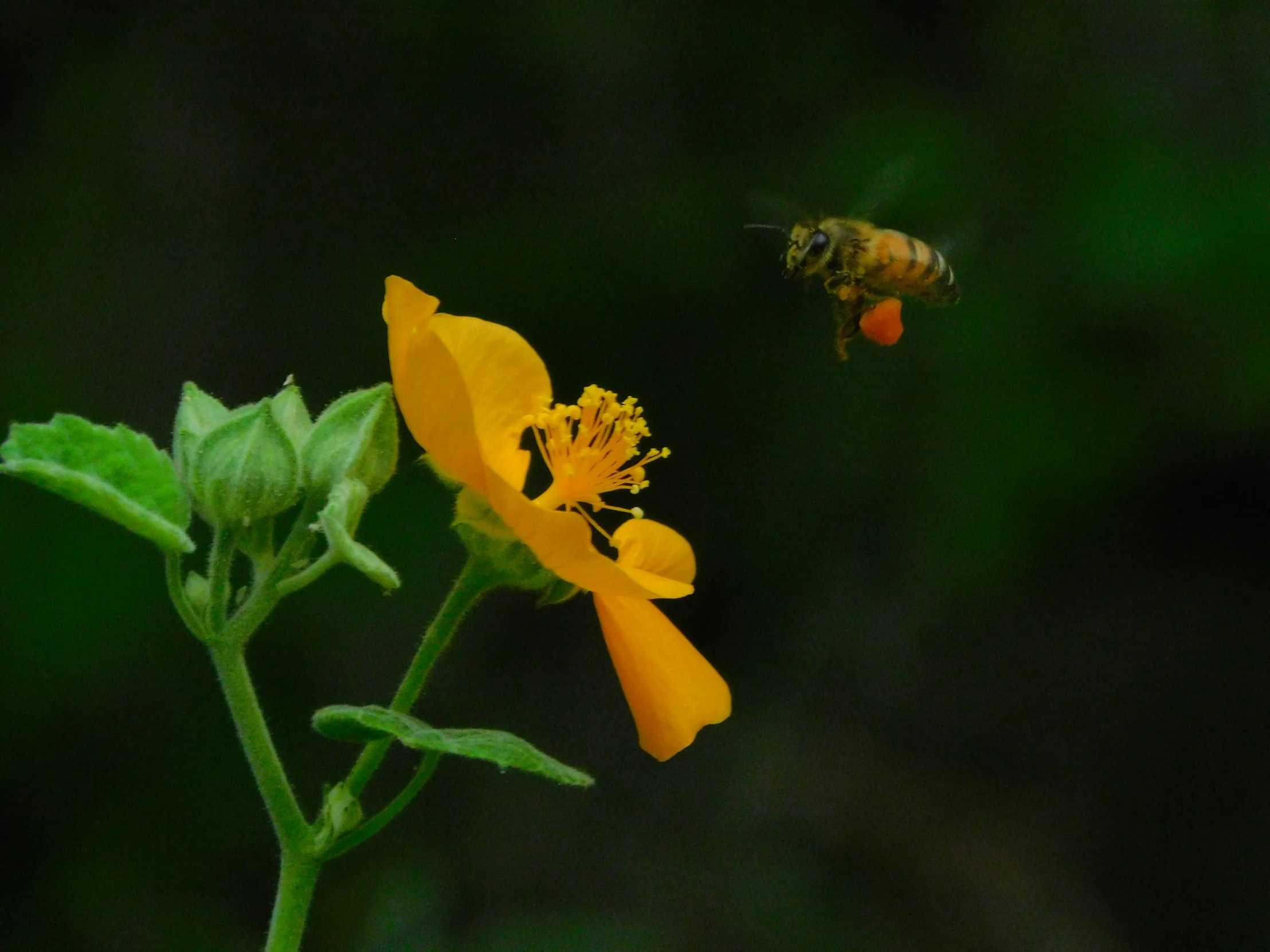 a bee that is flying next to a flower