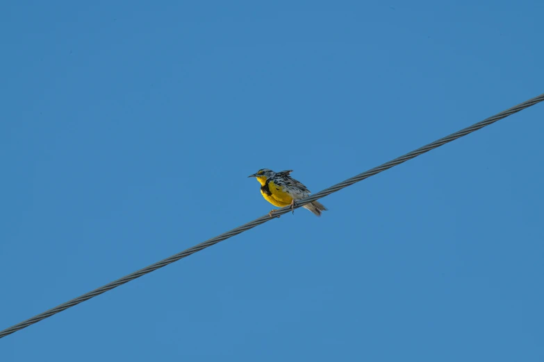 a bird is sitting on top of an electric wire