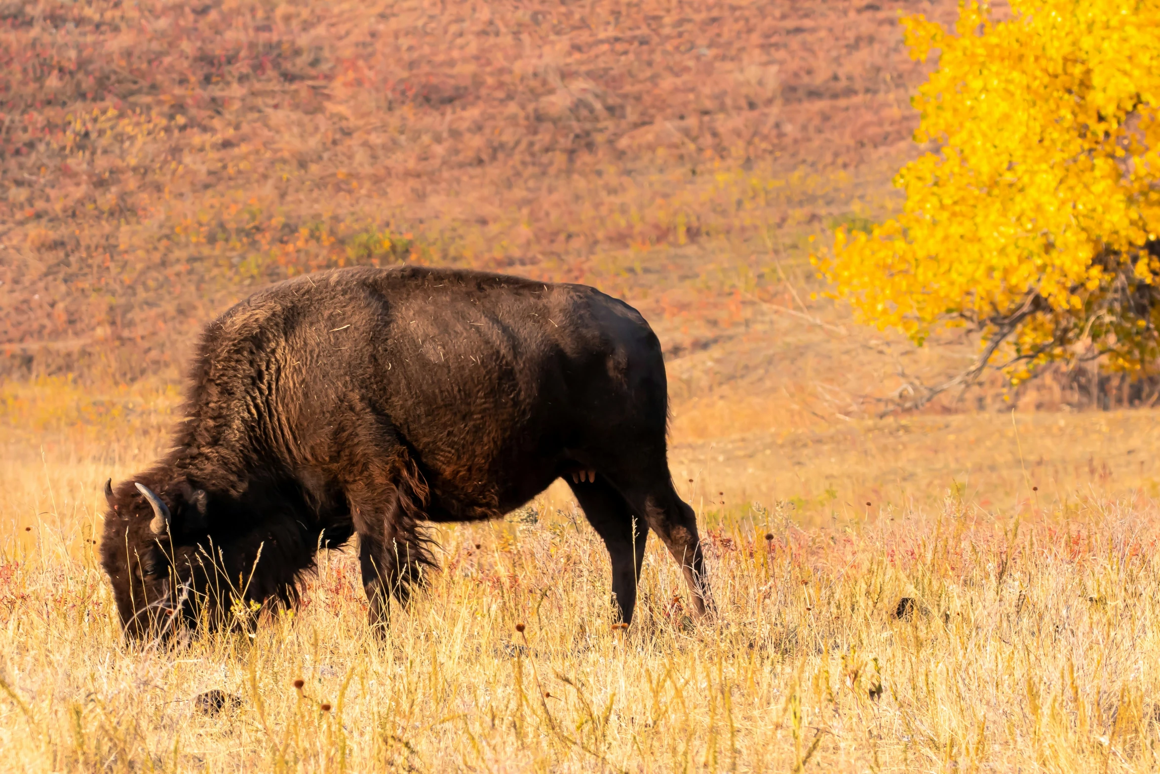 a large buffalo is standing alone in the wilderness