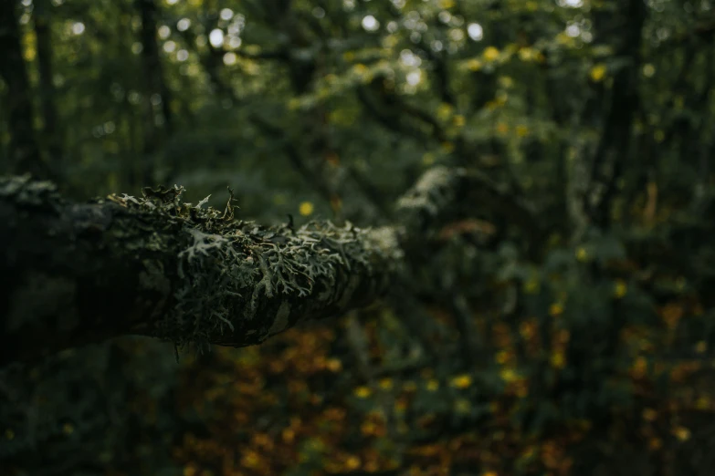 a tree that is next to a forest