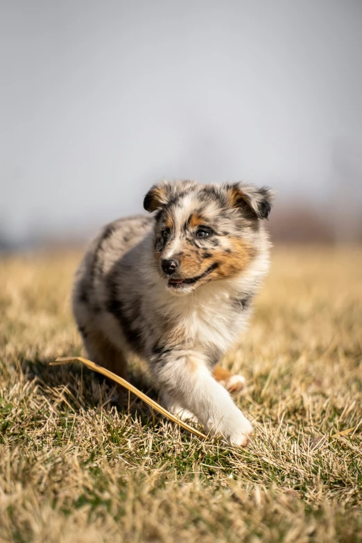 the small dog is running around in the field