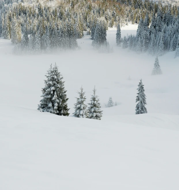 there are pine trees in the middle of the snow