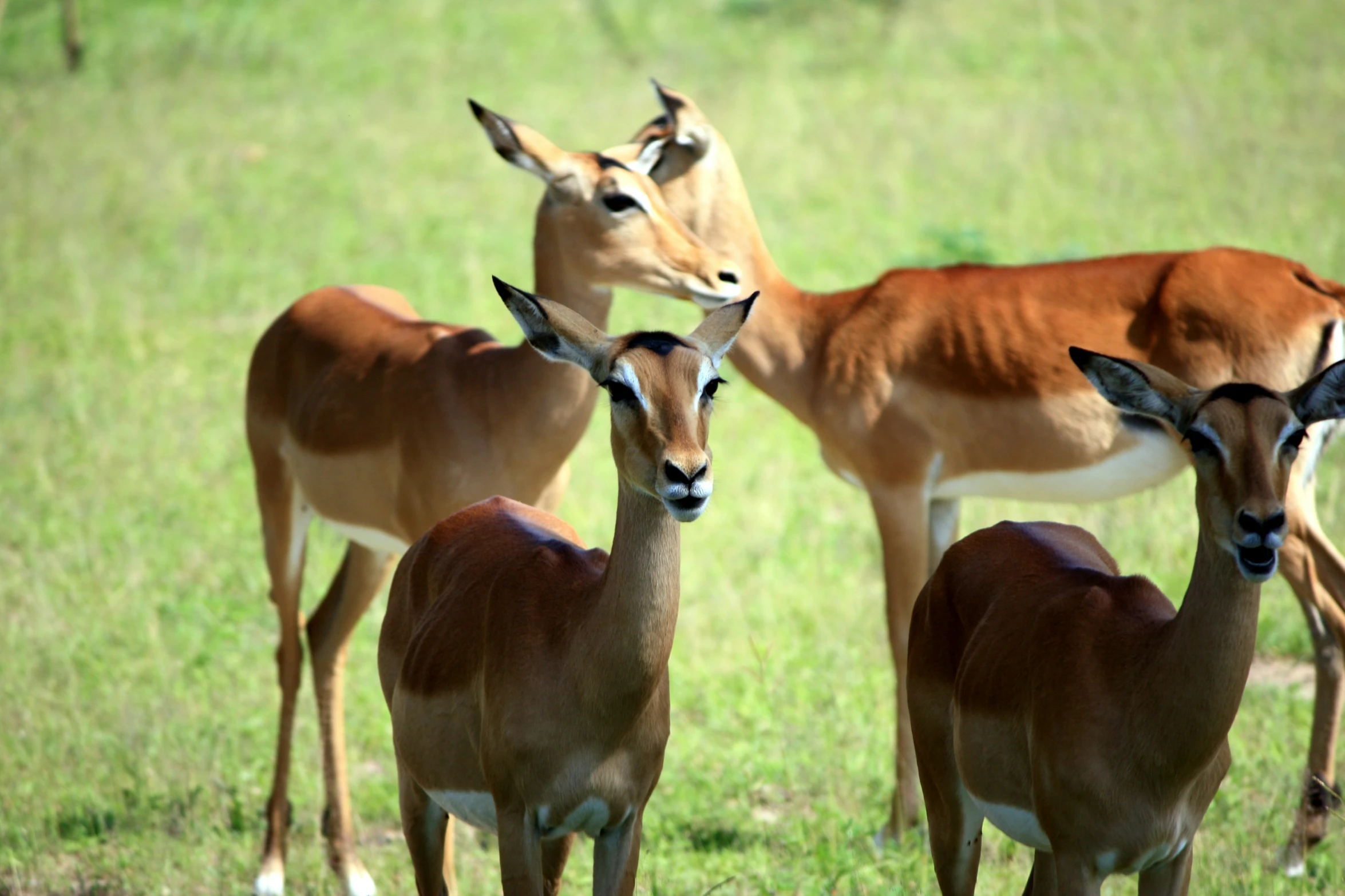 three antelope standing in the grass in a field