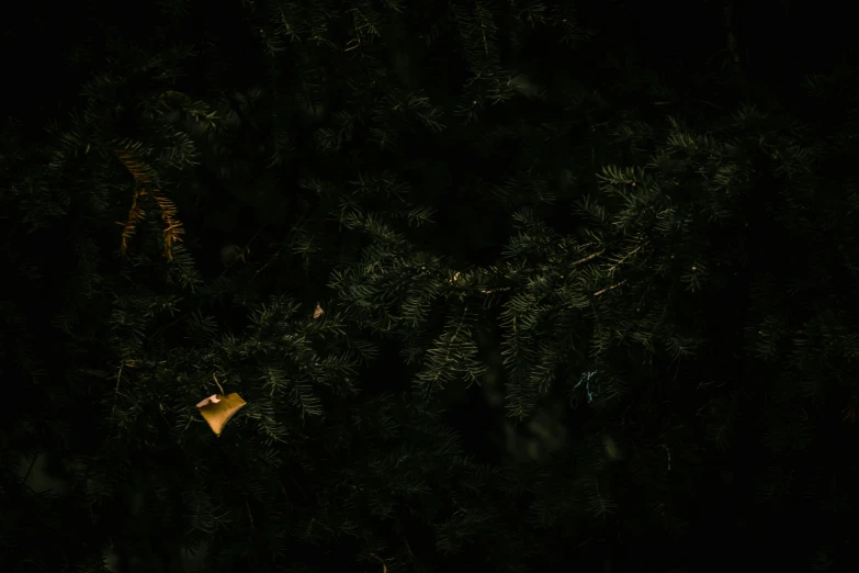 a bird that is perched on the tree limb