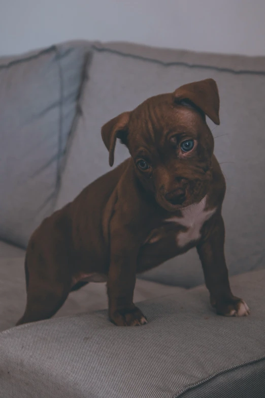 a puppy is sitting on a couch, looking directly at the camera