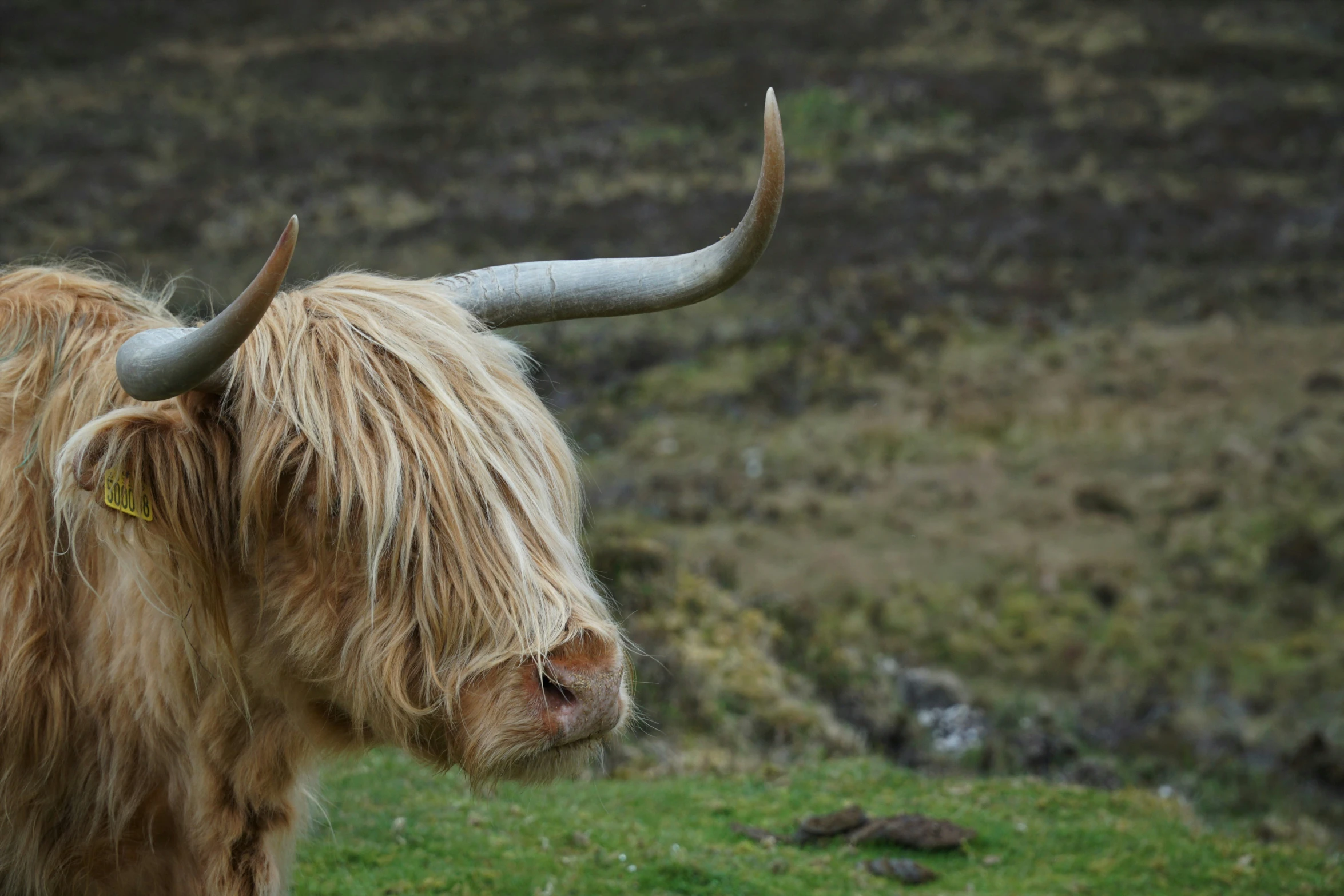 the wooly bull is standing in a grassy field