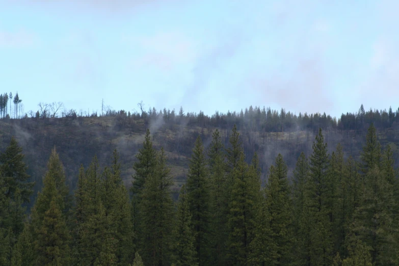 trees stand against the background of smoke rising from a forest