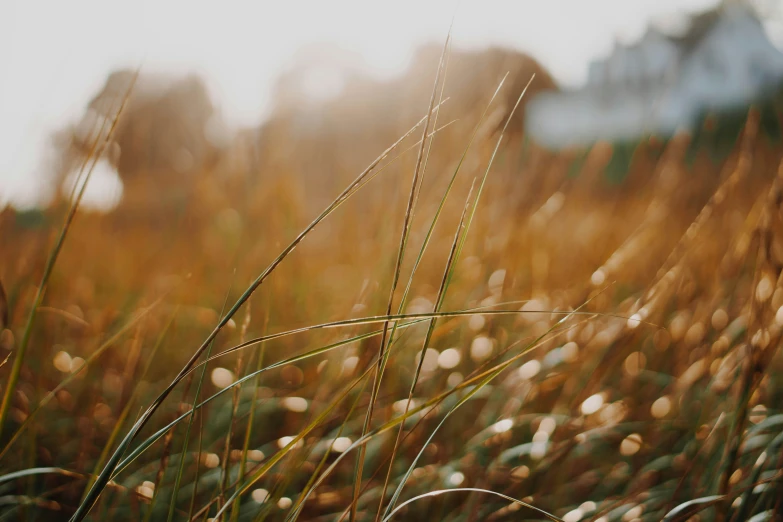 a grass field with some grass growing next to it