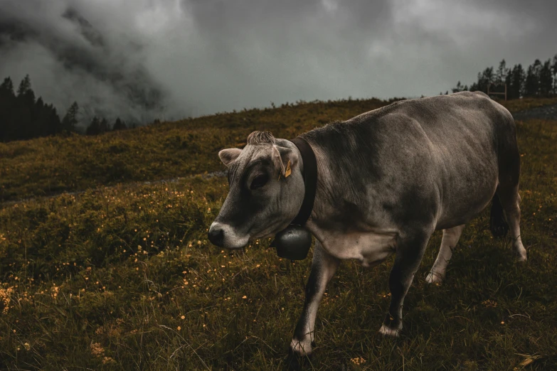 a cow standing in the middle of a grass covered field