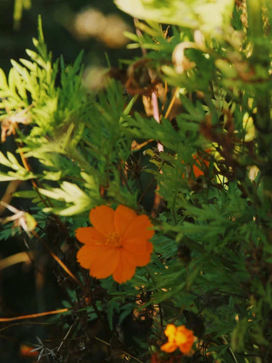 the orange flower is blooming through the leaves