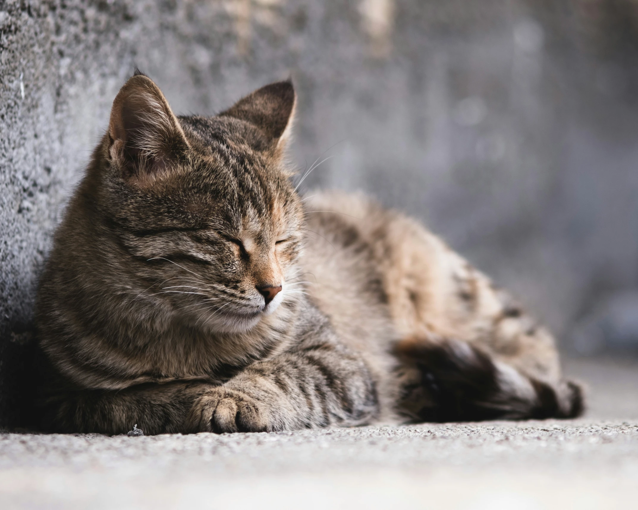 a cat sleeping on the ground next to a wall