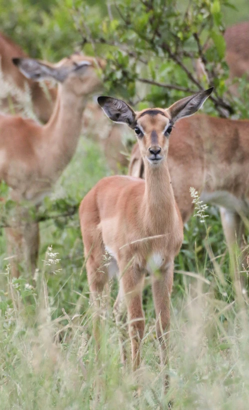 several deer grazing near one another in a wooded area