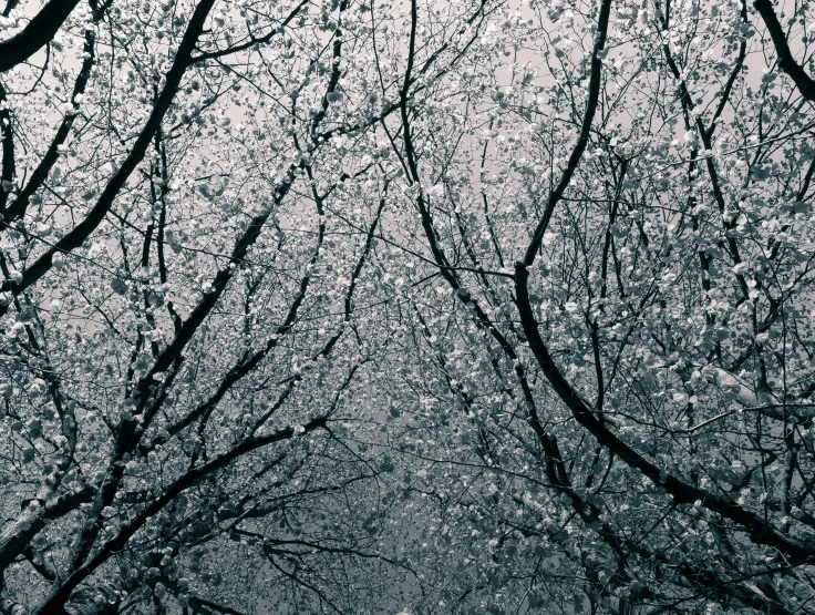 a po taken from the ground looking up at trees in snow