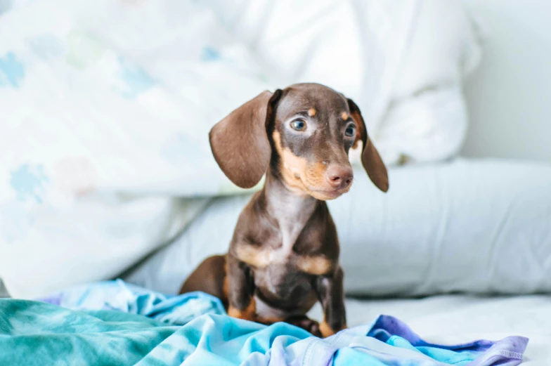 a small brown and black dog sits on a bed