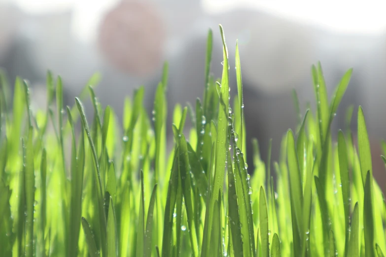 grass growing close together and being covered with rain