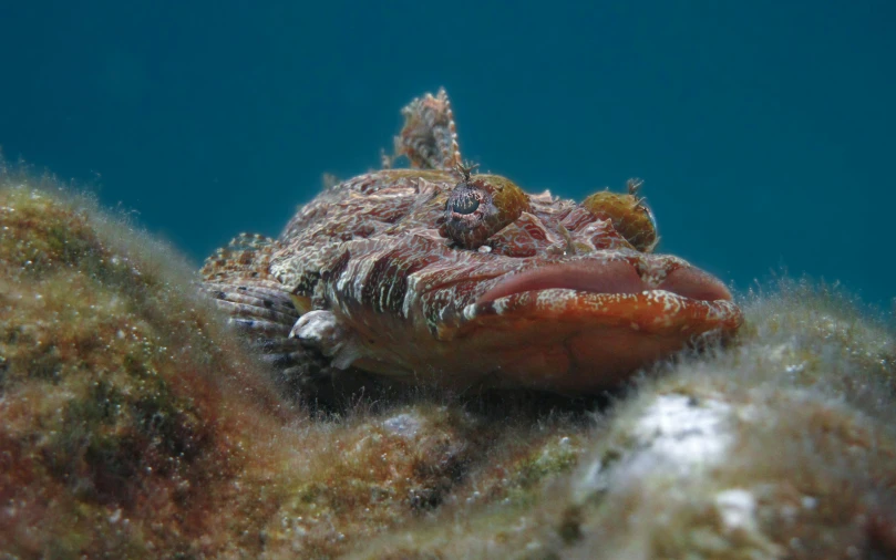 a close up of a small animal on the bottom of a body of water