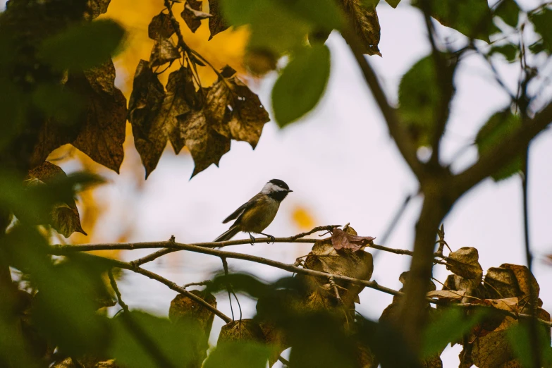 a small bird is perched on top of a nch