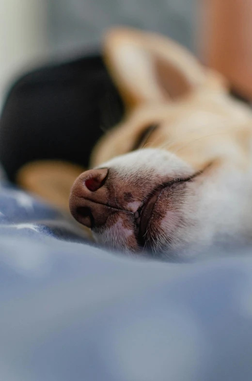 the dog is sleeping peacefully on the bed