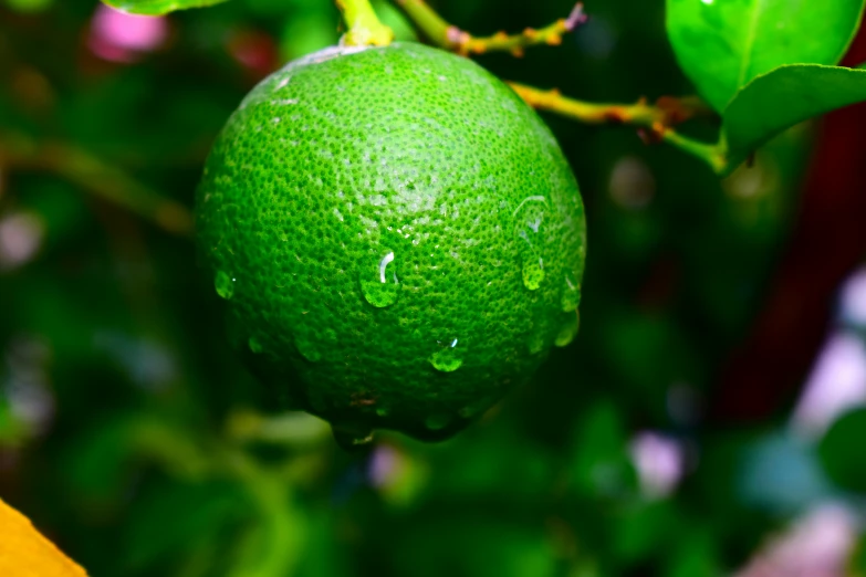 a close up of a green gfruit with a few leaves on the nch