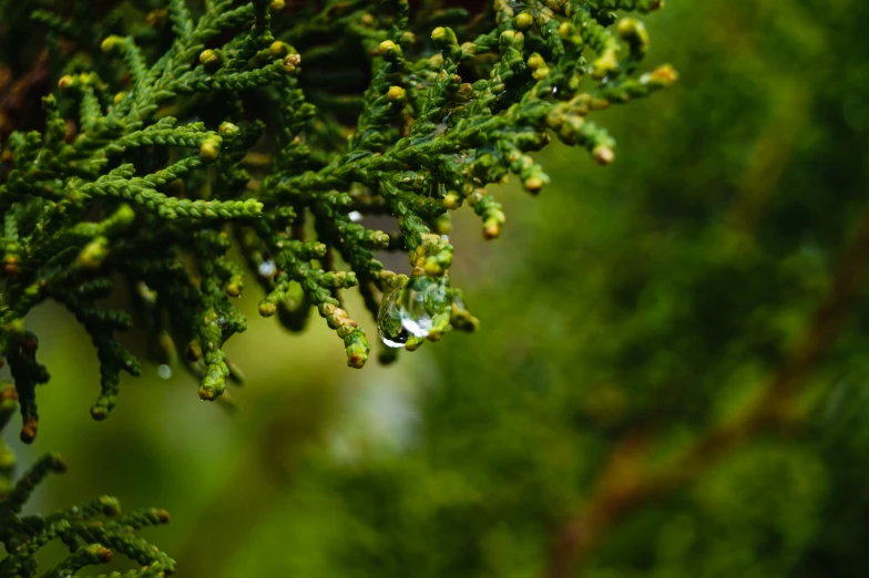 the nch of the evergreen tree is full of small drops