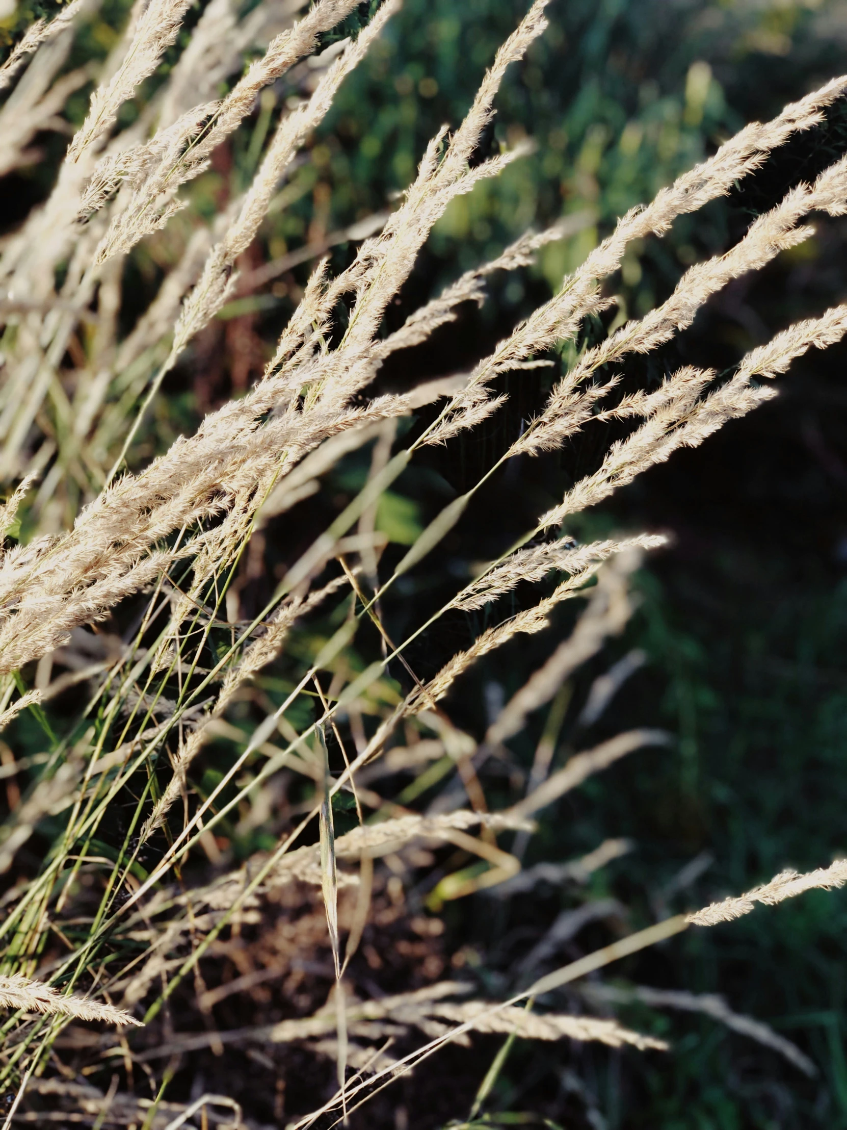 some very thin grass blowing in the wind