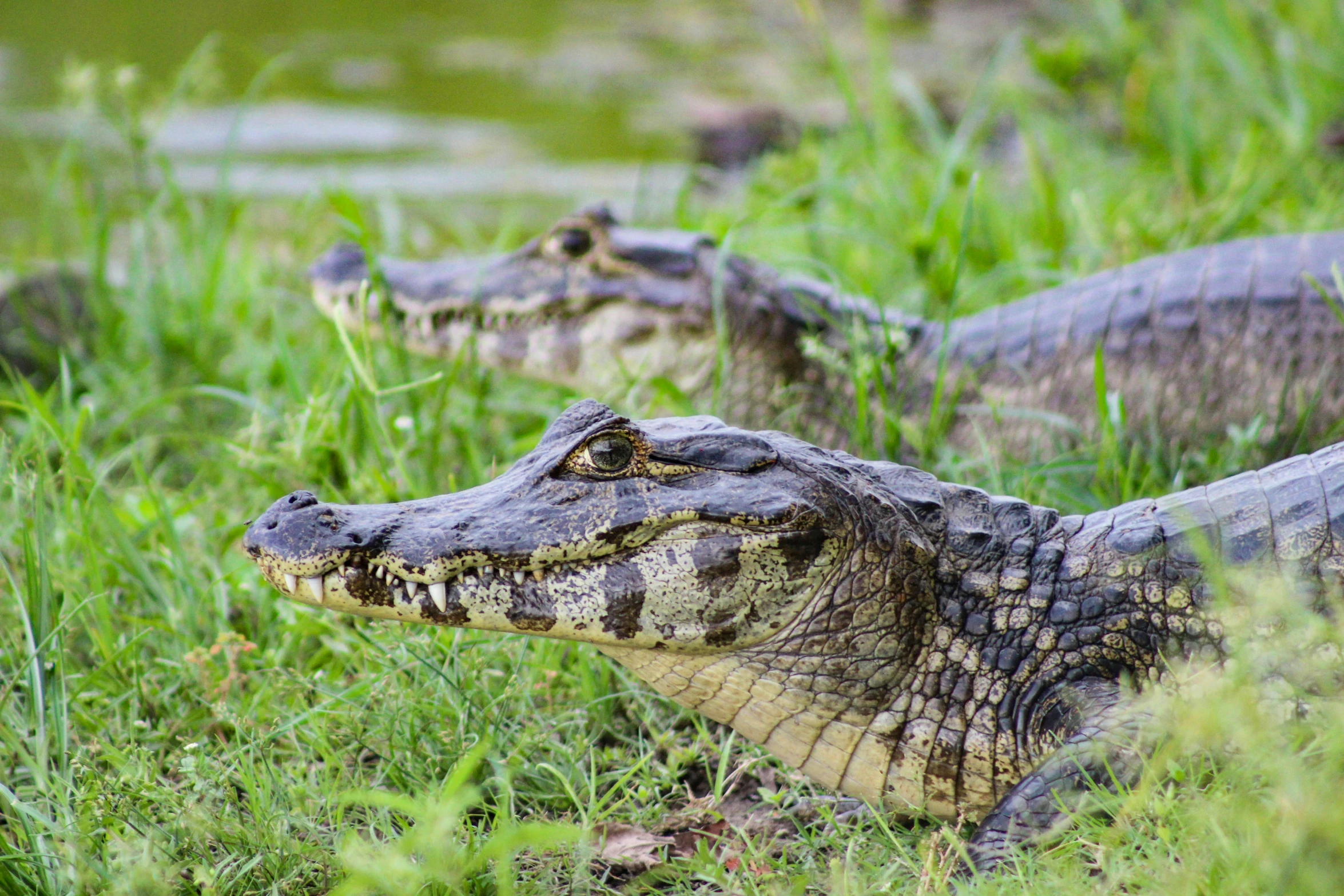 some alligators are sitting together in some grass