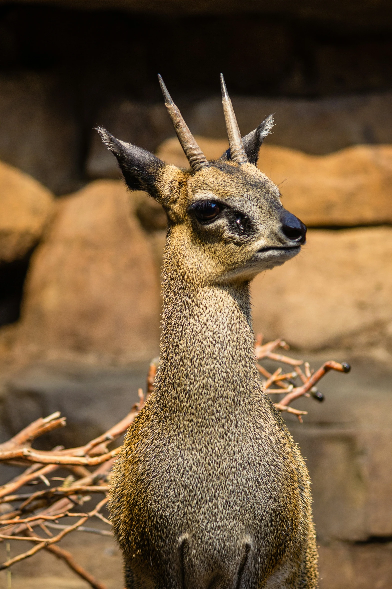 a small animal with a very odd head, staring straight ahead