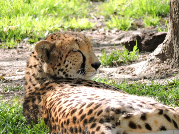 a close up of a cheetah laying on the grass near a tree