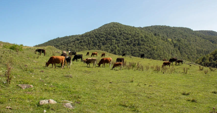 cows are grazing on the green grass of the mountains