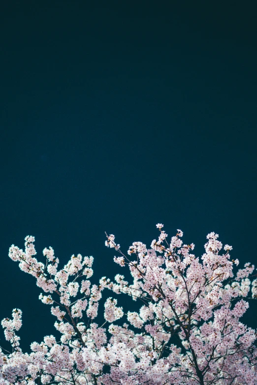 pink flowers on a tree against a dark blue sky