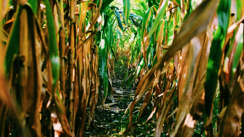 a view of a green corn field through tall stalks