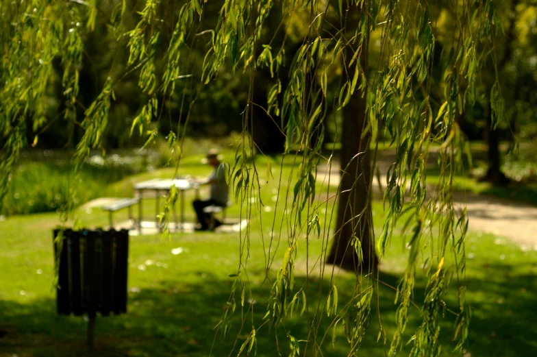 some trees with leaves on them near a bench