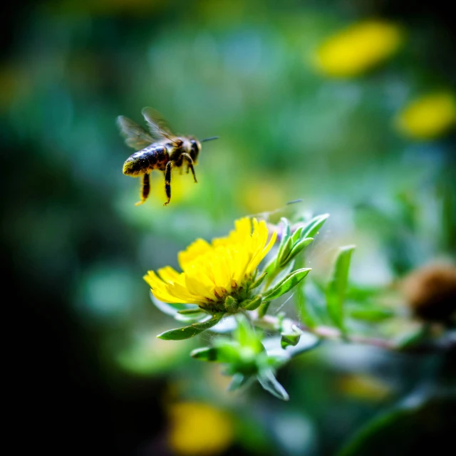 a bee flying into a dandelion flower in the wild