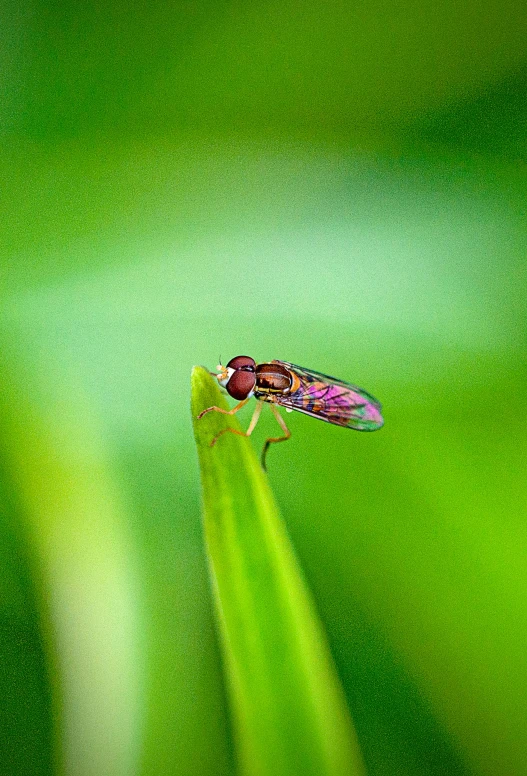 a bug sitting on top of a green plant