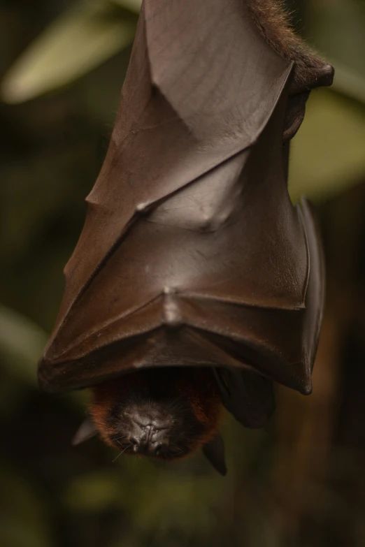 a close up of a brown bat hanging upside down