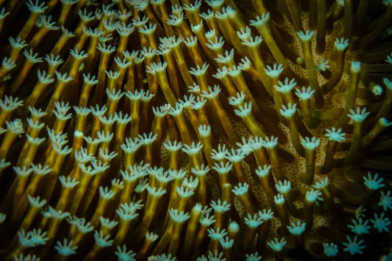 some kind of plant like structure in the ocean