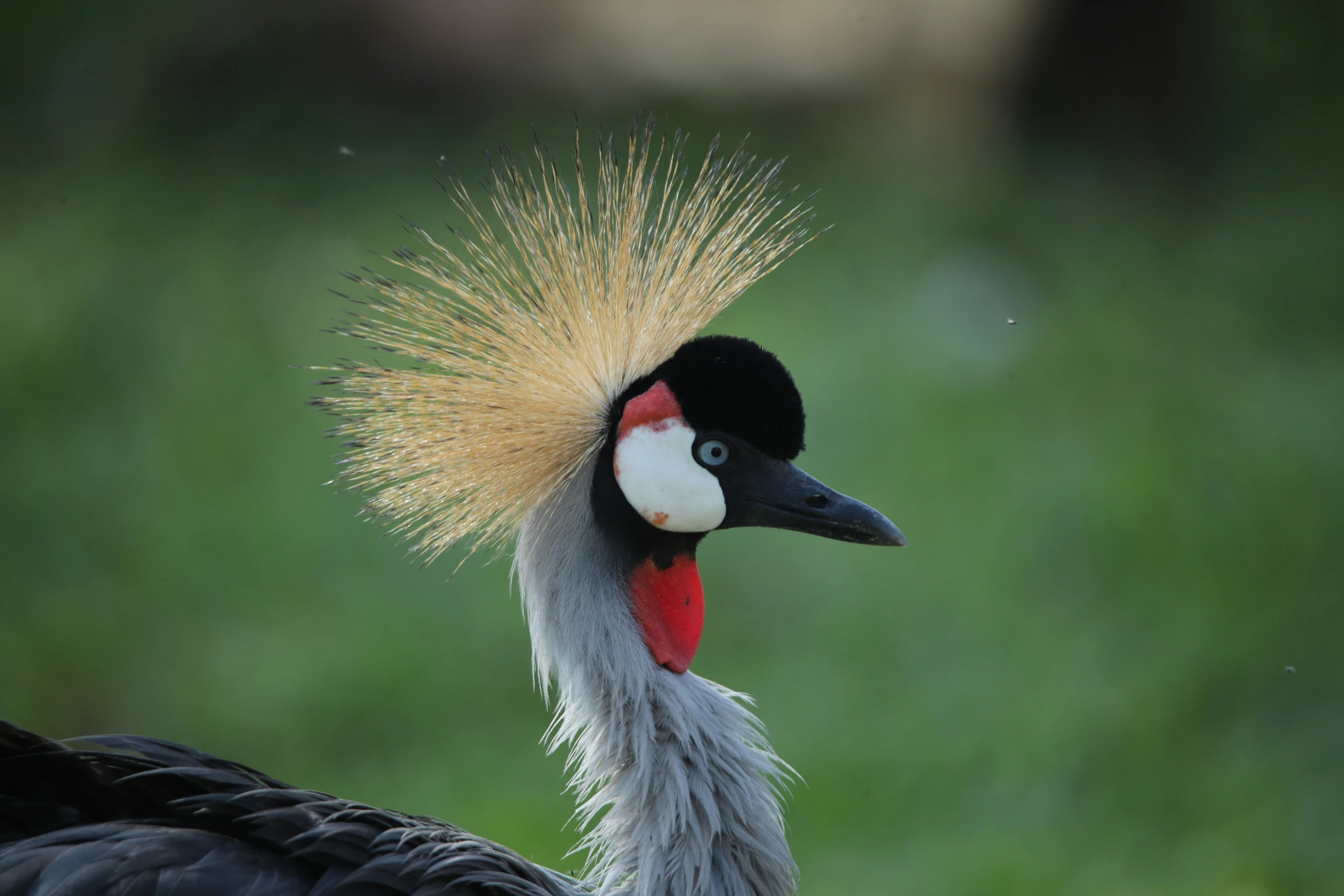 the face and head of a large bird with a yellow crown