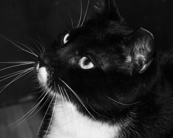 a cat with long, whiskers on its face