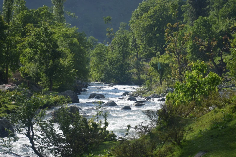 a river is flowing through the woods on a sunny day