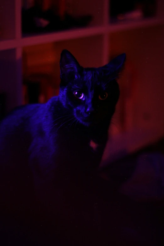 black cat glowing brightly in dark room with window