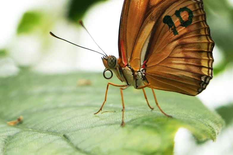 a close up of a erfly on top of a leaf