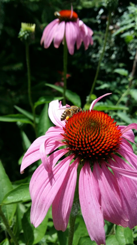 pink cone flower with a red center and two bees on the end