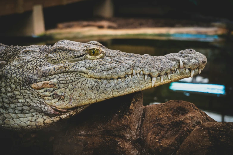 an alligator with one eye closed, and the other face slightly open