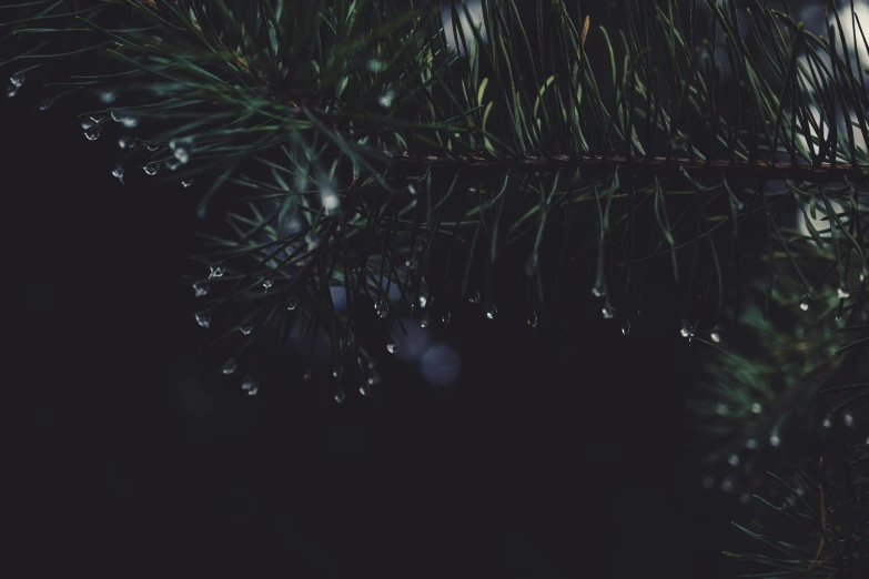 close up of raindrops on pine needles in the night
