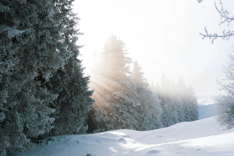 the sun is coming through trees as it snows