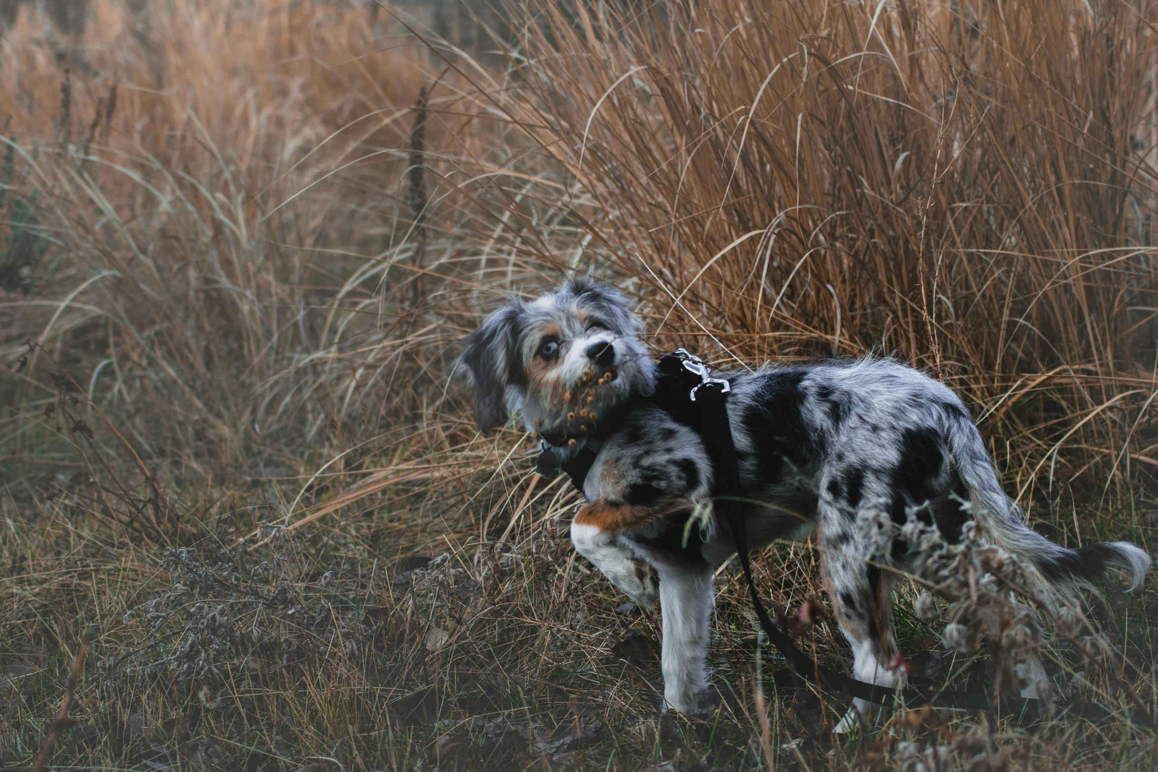 a very cute spotted dog in some big bushes