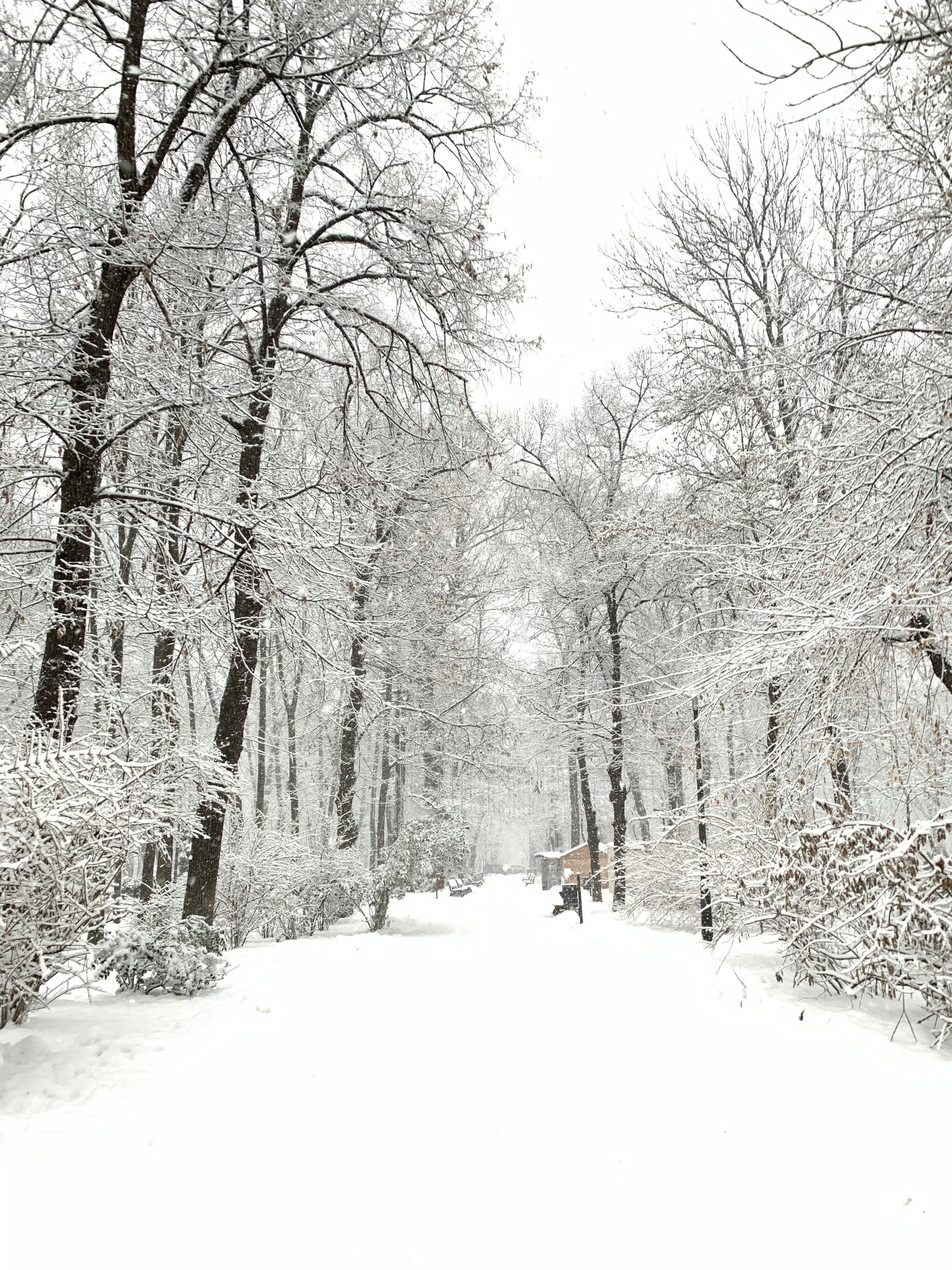 a snowy forest has several trees with no leaves