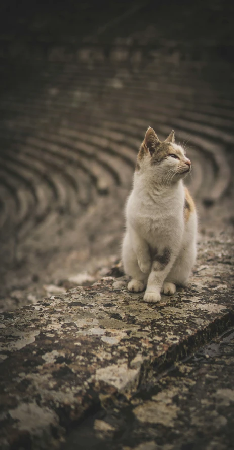 a cat looking up at the sky in a dirt pit